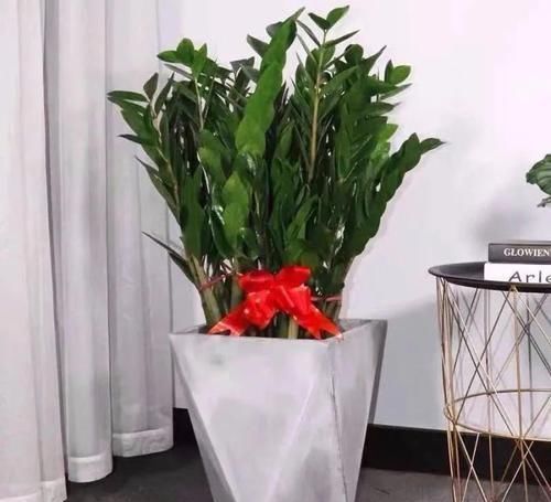 酒瓶兰|适合男人养的四种花,大气又稳重,旺财又旺运,早看早知道!