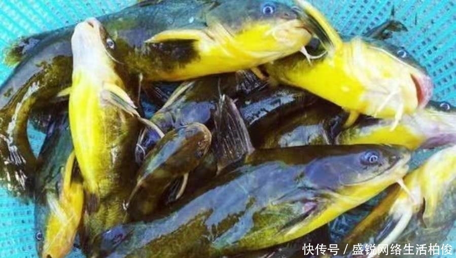 技巧|黄颡鱼再“饿”，没有换用这3个钓法技巧，你休想一钓就痛快！