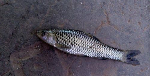 四大家鱼|让钓鱼人难受的“新四大家鱼”,讨厌还没有办法,你认识吗?