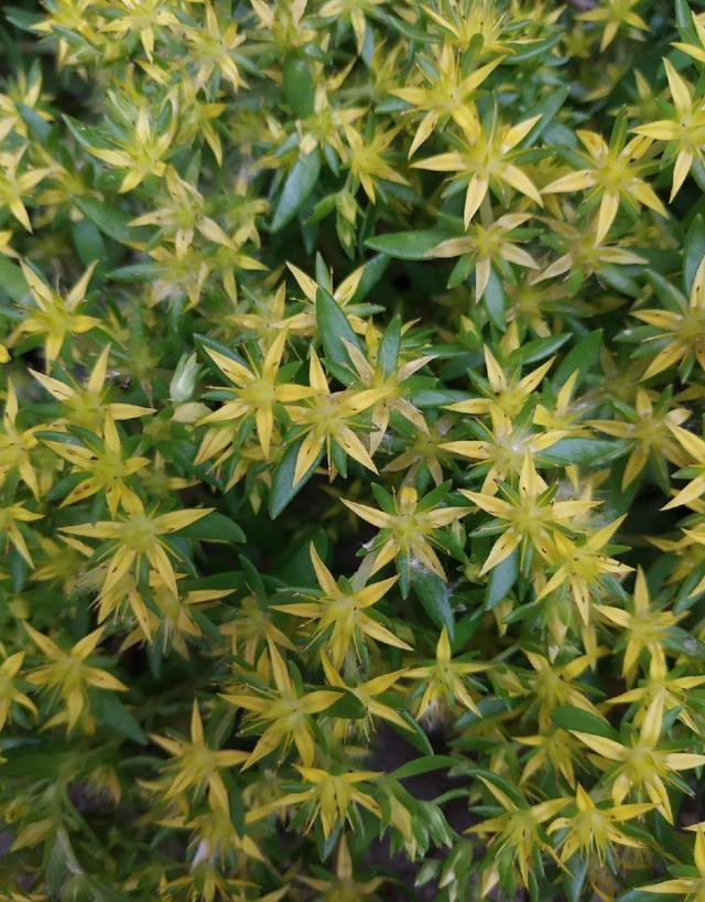 朱顶红|真正的花坚强,墙缝、地缝都能长,开花特别旺!