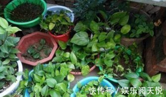 绿萝|爱吃“油”的盆栽,你知道是什么吗只需喝2滴,1年养出百十盆