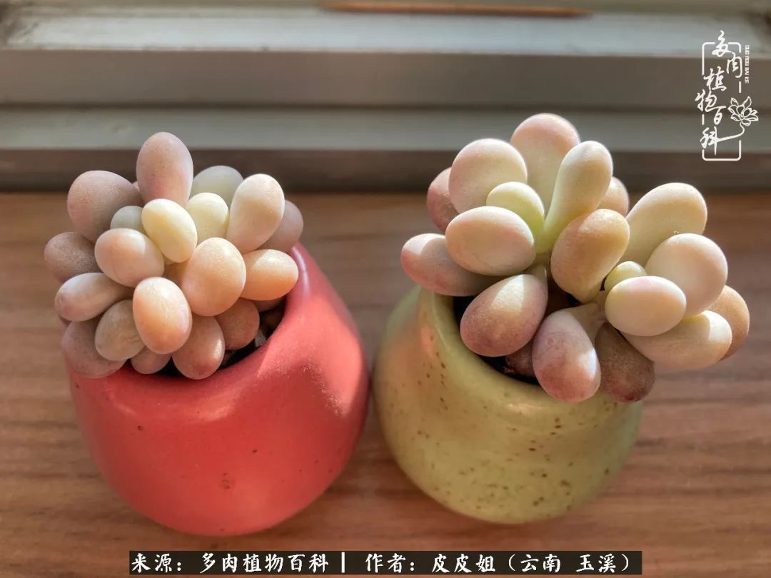 秋黄|柴米油盐的日子,养几盆多肉吧,为生活添几抹色彩!