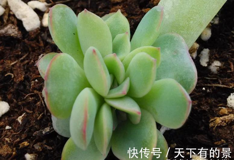 叶片|养多肉厌倦了不停地买?那内部挖潜自己叶插吧!秋天正是最佳时机