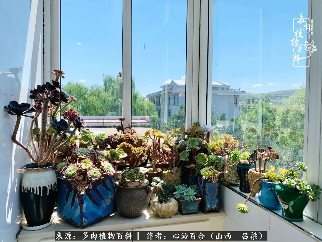 夏季的多肉,绿色才是主色调!努力呵护,期待绽放的那一刻!