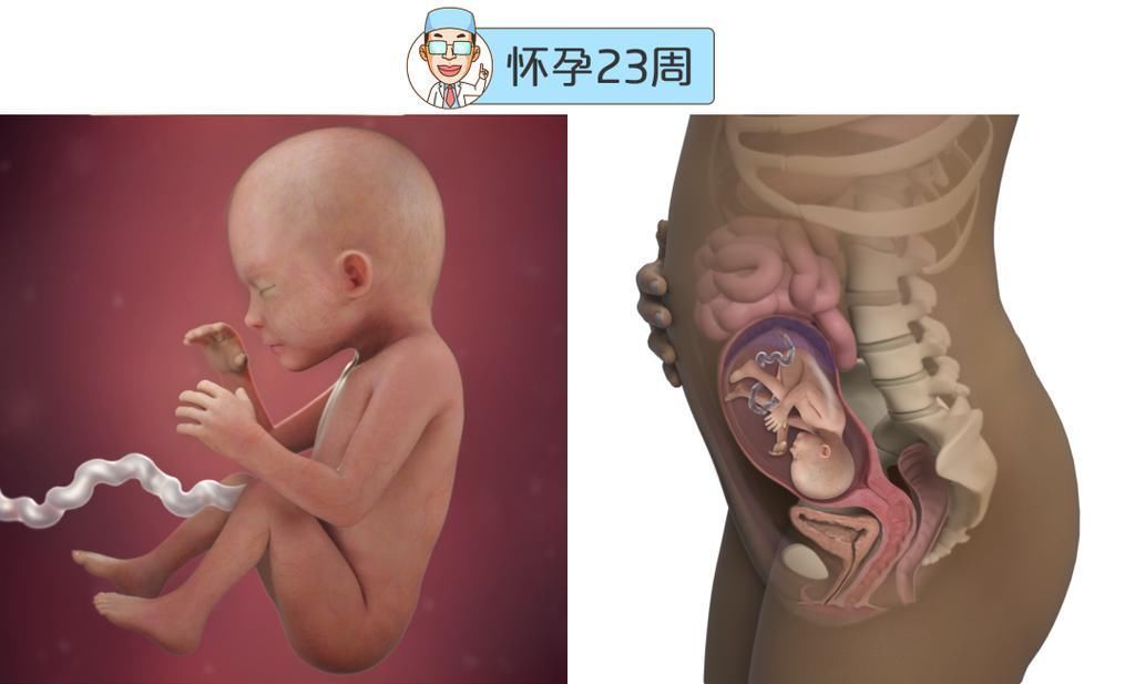 婴儿|最全的怀孕周期图鉴,感受从受精卵到婴儿的神奇变化!