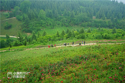 西安秦岭秘境花谷，终南山环绕中的立体画卷，春光无限、花开正浓