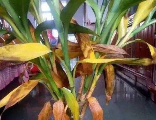 不用|富贵竹叶子发黄,不用担心,1滴“小药水”让叶子返青