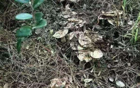 除湿|农村这4种野菜,个个营养高,除湿退黄,清肝明目