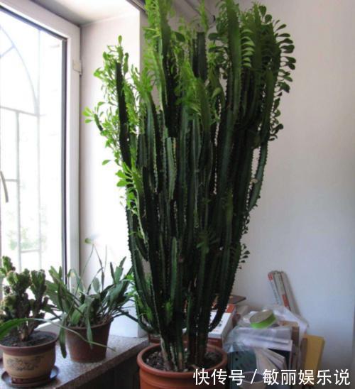 五树六花|老花农都爱养的四大辟邪花卉,养一盆避邪镇宅,你家养了没?