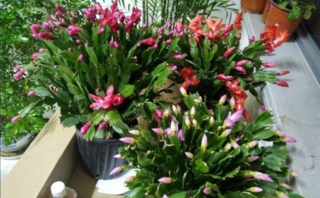 养长寿花蟹爪兰，别只顾浇水，用上“1种肥”，花苞稠密早开花