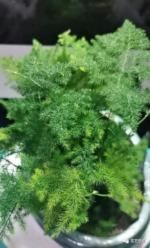 文竹叶片发黄,从这4点改善,叶子碧绿,气质更好!