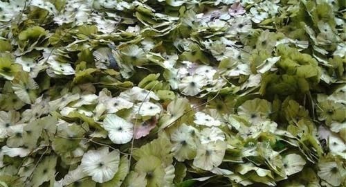 泡水|天然“胰岛素”找到了,每天坚持泡水喝,血糖悄悄往下掉,了解下