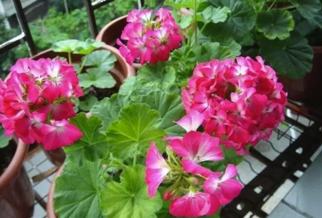 花盆里插铁钉有用吗？能不能替代硫酸亚铁？