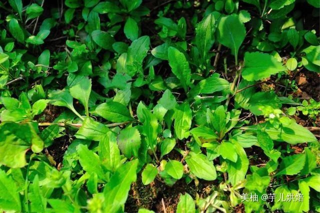 春天必吃的6種野菜，美味又營養，再貴也要買，錯過又得等一年