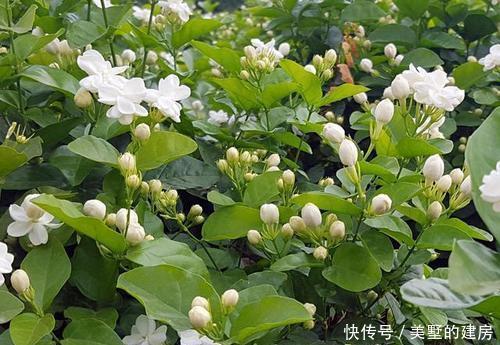 4种盆栽花卉,颜值高好养护,适合新手,值得拥有!