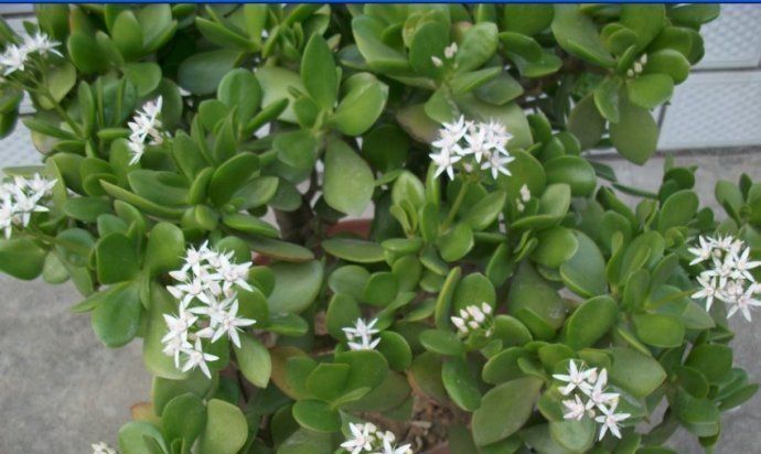 特别|这5种花养家里,既观叶又观花,关键还“有益”健康