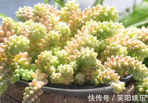 玉蝶玉蝶|喜欢养菊花，不如养护7种多肉植物，往阳台上一放就能爆盆