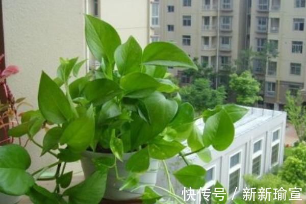 忌讳|古人都说:“一颗绿萝七个鬼”,家中为什么忌讳养绿萝?