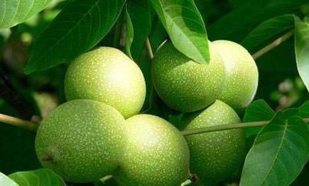 补充蛋白质|清晨空腹吃几个核桃,坚持下去,5件“喜事”将会不请自来