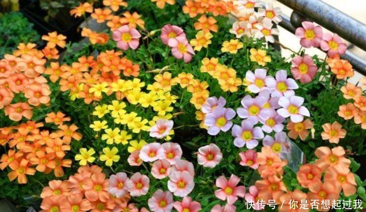 夏天养此款花卉,好养易打理,花色柔美,花朵烂漫迷人