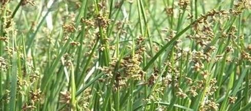 农村一种草被称为“光棍草”,别嫌弃它,可谓全身都是宝!