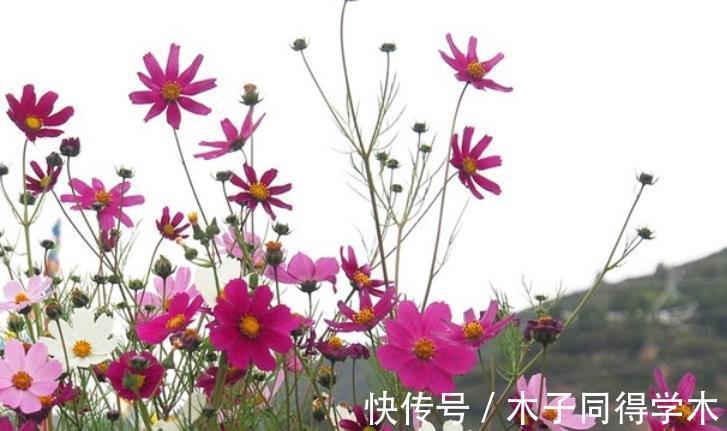 夏日|夏日贪凉,喝冷饮不如养盆花中隐士菊花,心静自然凉