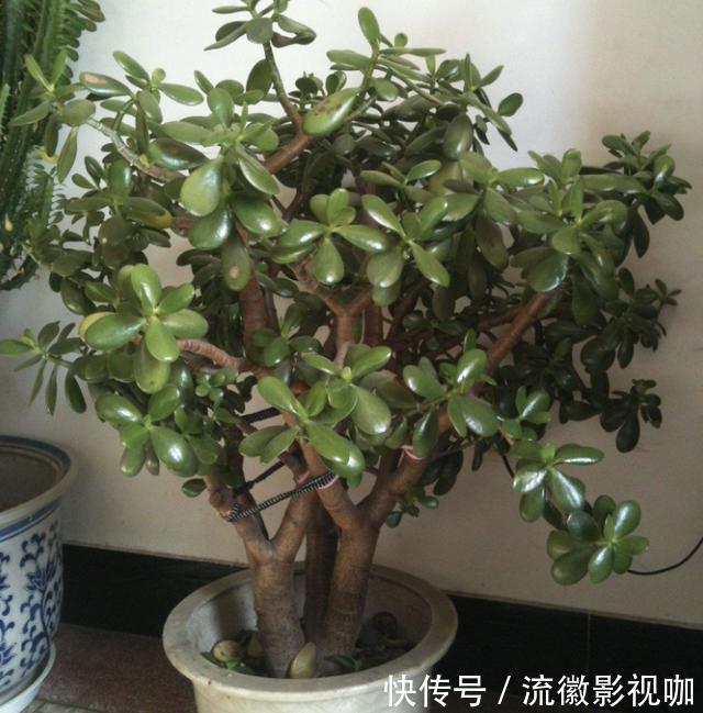 长寿花|家里的“3种花”，在8月份“怕水”，要管住手“少浇水”，别疏忽