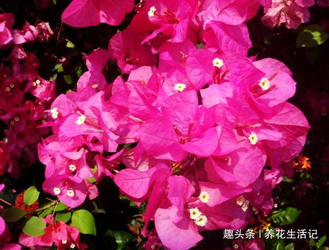 做好“2点”后,三角梅花朵似锦,四季开花不断!