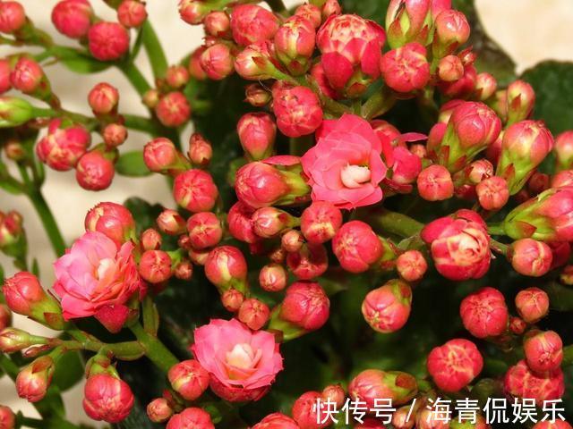 麻烦|长寿花最喜欢这种肥，盆里埋一点，一年施肥麻烦都省了