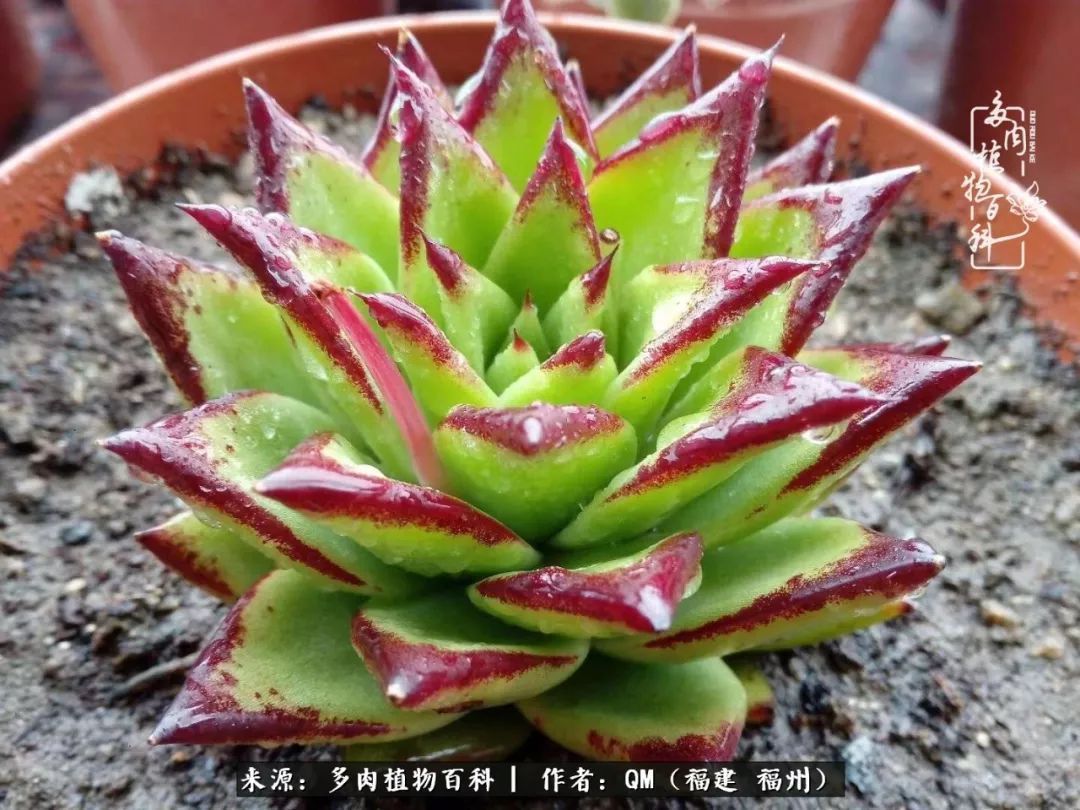 寒山转苍翠,秋水日潺湲——多肉未央,睹物思人!