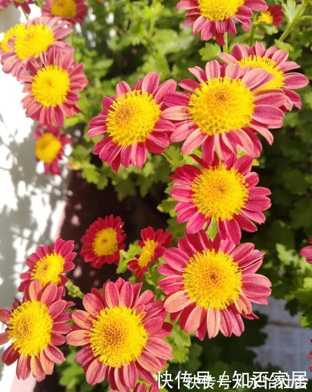 养花技巧:折腾不死的25种花,咋养都爆盆,懒人最适合