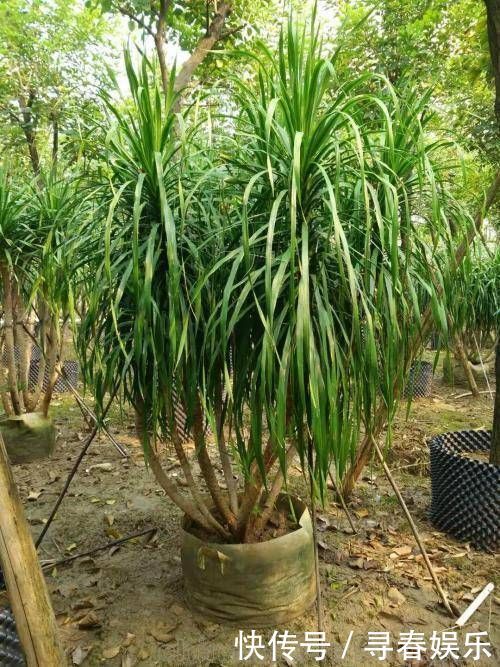 有钱人最喜欢这3种“花”,摆在家里镇宅旺财,四季常青开花不断