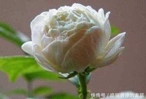  新手养花，就养人称“花中贵族”的花卉，花香四溢胜茉莉！