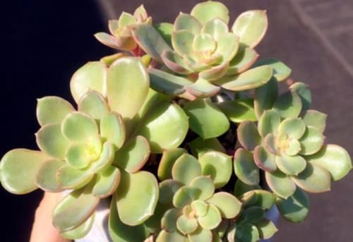 多肉高贵养出状态以后如同气质高雅的贵妇,但养不好就会秒变村姑