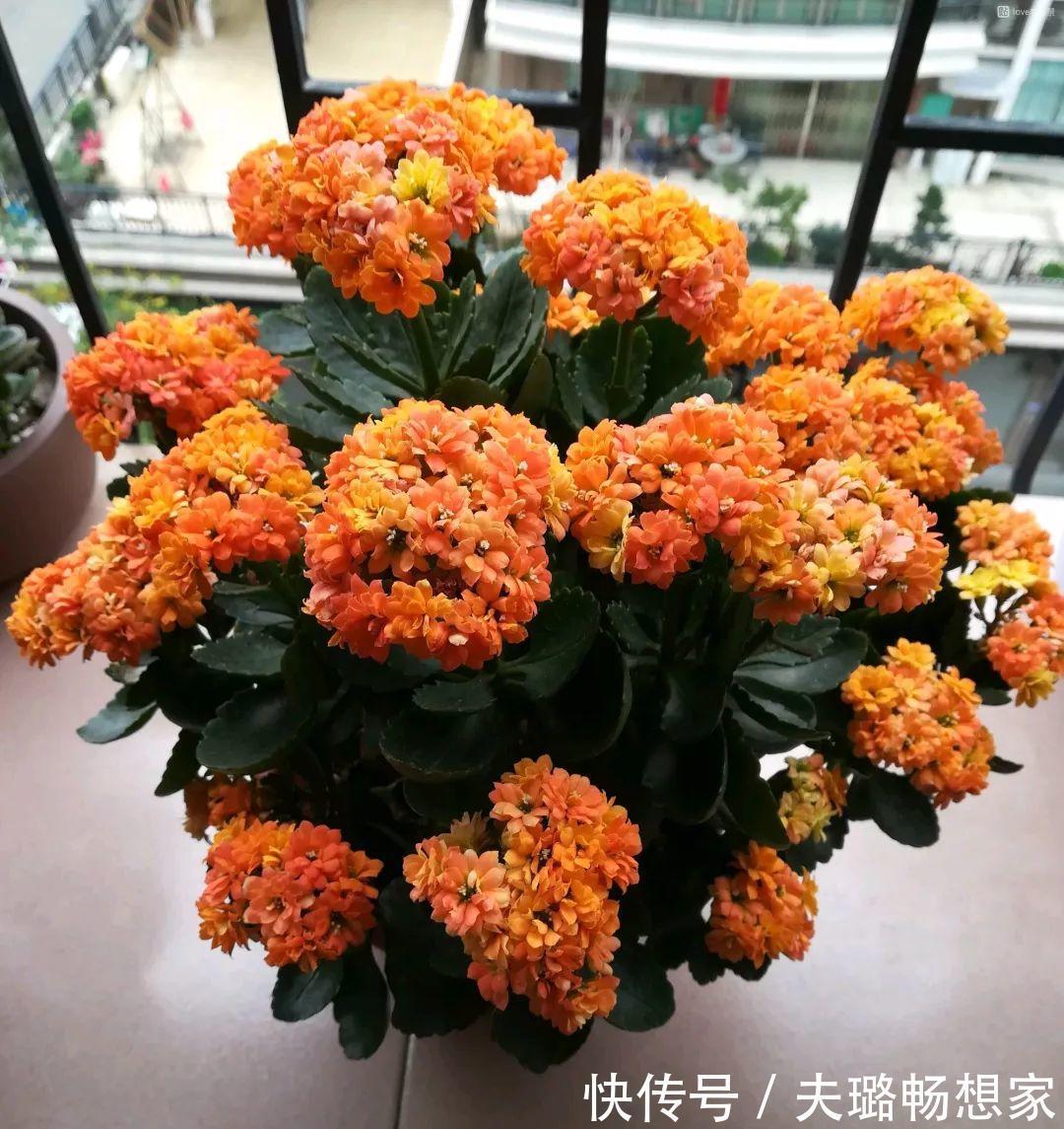 酒瓶种长寿花,阳光晒够了,3个月变老桩!