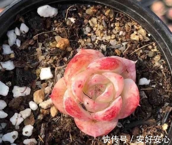 多肉植物|多肉发根难?其实最简单了,埋到盆里不用管,自己就能长出来