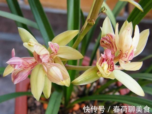 能开三季的兰花就是这种,开花优雅有香气,不娇气好养