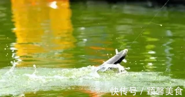 野钓实战探讨，短子线和长子线之间，哪一种优势更大