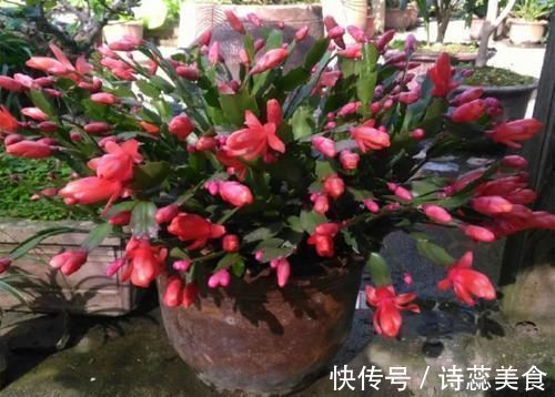 养这三种花，盆越小，开的花越多，放大盆还容易死