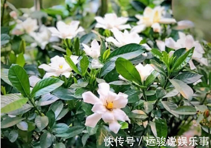 阳台上|4种花好养又漂亮,养上一盆,高端大气上档次,花朵烂漫迷人