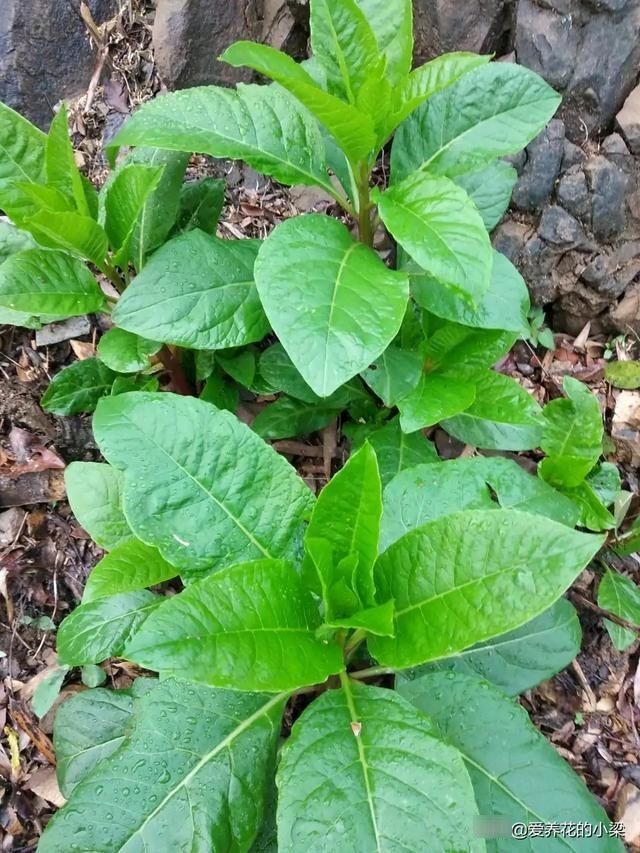 农村一种野生植物，人称“土人参”，是一种美食，也是极品中草药