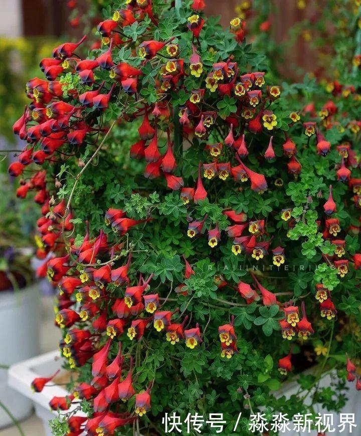 荷花|大爷养的“荷花”，窜的房顶高，垂下来变成花瀑布！