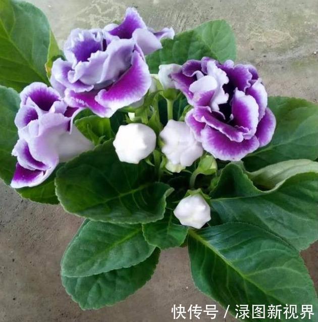 羊粪蛋|不是“牡丹”胜牡丹,养殖方法简单,家里养两盆,花大色艳真好看