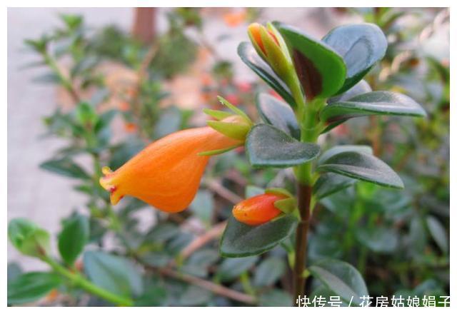 在家养了一盆植物,开花时,周围邻居惊呆了!这盆植物竟然这么美