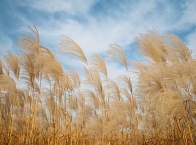 明月@吴文英的一首词,开篇妙语双关,涉笔成趣,全篇更如信手拈来