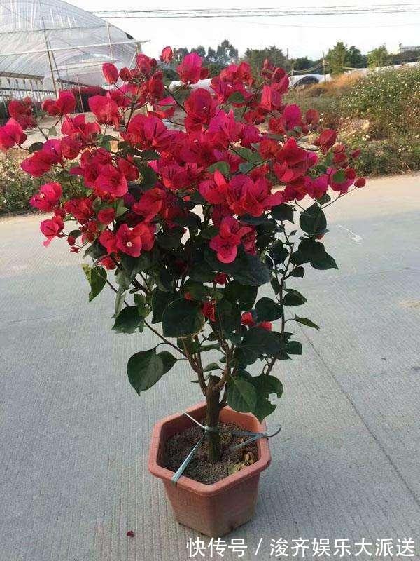 浇水|三角梅盆景开花落败，抓紧时间修剪一番，再次开花很简单