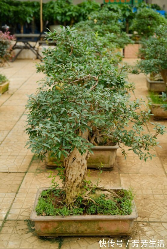 花花|盆栽石榴模样土?少了修剪这一步,咔嚓咔嚓,高大上