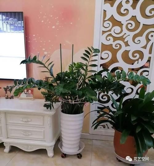 这三种花,好看好养,又旺财旺运,家里放多少盆都不嫌多