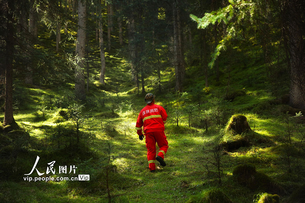 松材线虫|甘肃张掖：祁连山的守护者