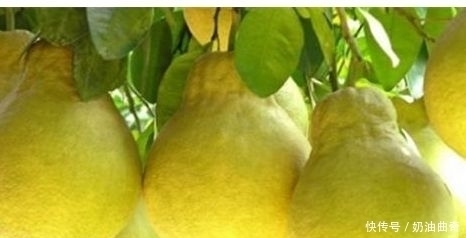 红背菜|想长寿全靠吃,3种食物不能省,清肺化痰,清肠排毒,可助好转